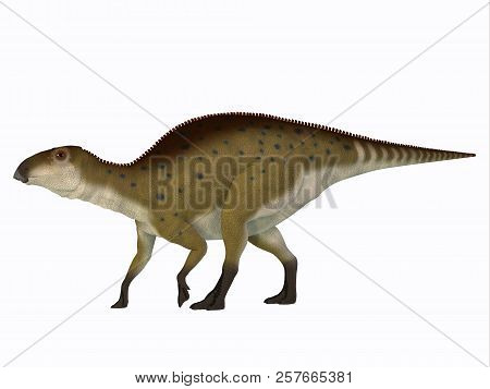 Brachylophosaurus Juvenile Dinosaur 3d Illustration - Brachylophosaurus Was A Herbivorous Hadrosaur 