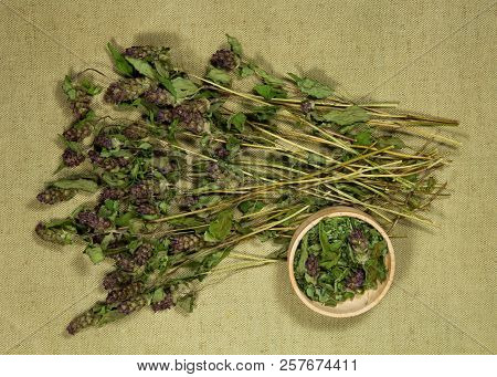 Prunella Vulgaris. Dry Herbs For Use In Alternative Medicine, Phytotherapy, Spa, Herbal Cosmetics. P
