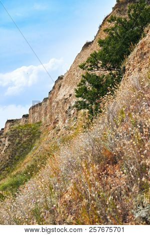 wildflowers on high coast by the sea, beautiful landscape, grass and trees, summer travel concept