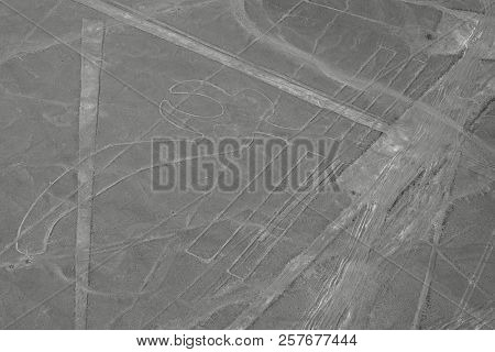 The Parrot - Nasca Lines - Peru