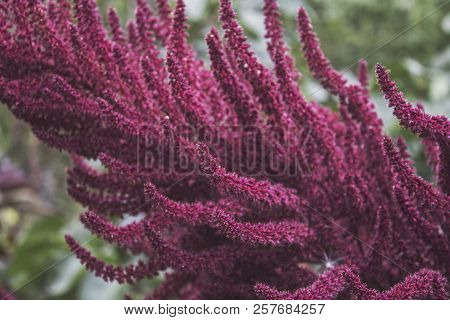 Ornamental Purple Inflorescences Of Amaranth. Bright Fluffy Blossom.