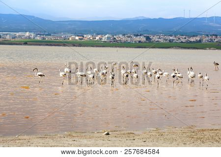 Group Of Flamingos At The Salk Lake In Larnaca, Cyprus.