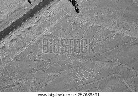 The Tree - Nasca Lines - Peru
