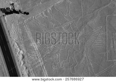 The Tree - Nasca Lines - Peru