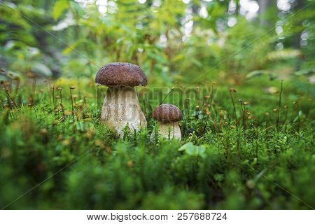 Boletus Edulis - Edible Mushroom. Small Boletus Growing In The Forest. Fungus In The Natural Environ