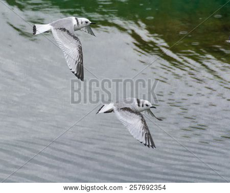 Arctic Tern At  Borgarfjördur Eystri Fjord Marina, Iceland