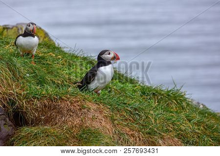 Puffins At  Borgarfjördur Eystri Fjord Marina, Iceland