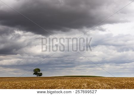 Lonely Tree  With Clouds On A Derelict Field Near Auxerre In France.