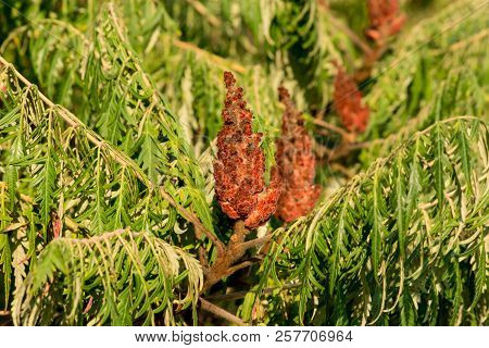 The Sumac (rhus Typhina) Flower Parks, Gardens Ornament.