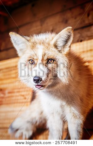 Portrait Of Wild Golden Fox In Enclosure
