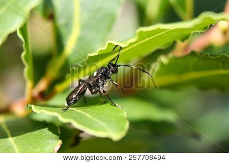 A Black Ichneumon Wasp With White Spots Sheltering Under A Green Leaf