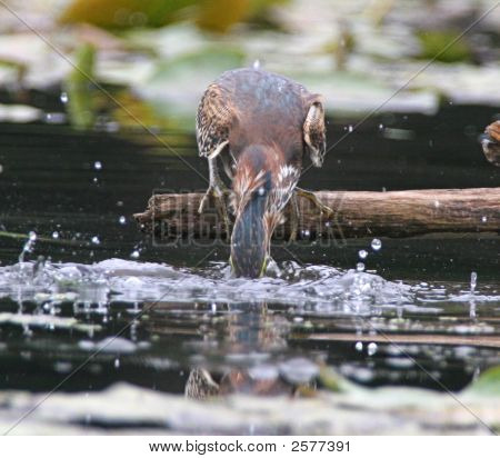 Zelená volavka (Butorides nazelenalá)