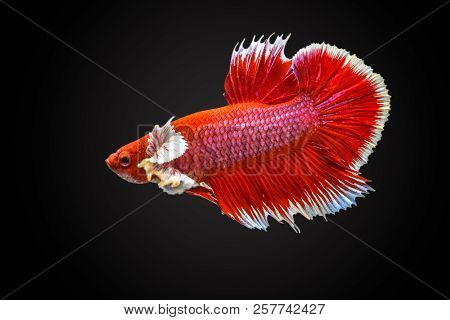 Siamese Fighting Fish
