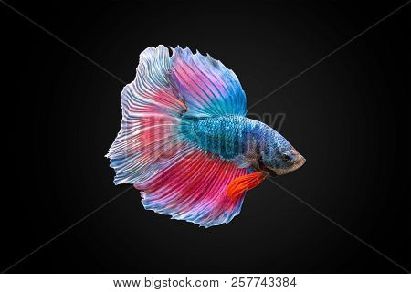Siamese Fighting Fish