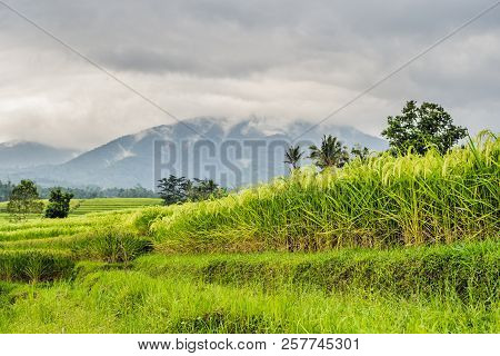 Beautiful Jatiluwih Rice Terraces Against The Background Of Famous Volcanoes In Bali, Indonesia