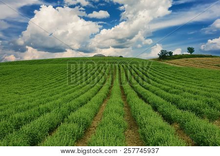 Basil Crops Over A Blue Sky With Clouds. Coriano, Emilia Romagna Countryside, Italy
