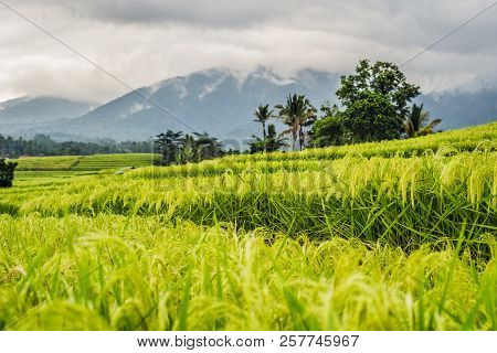 Beautiful Jatiluwih Rice Terraces Against The Background Of Famous Volcanoes In Bali, Indonesia
