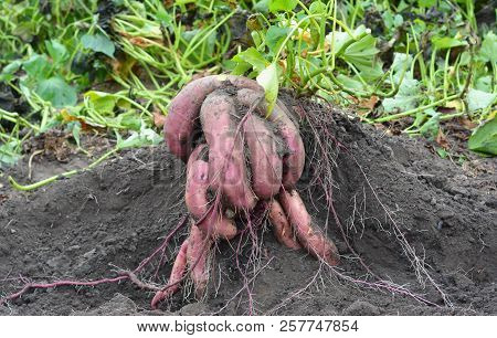 Organic Yams, Sweet Potatoes Gardening. Sweet Potatoes Growing.