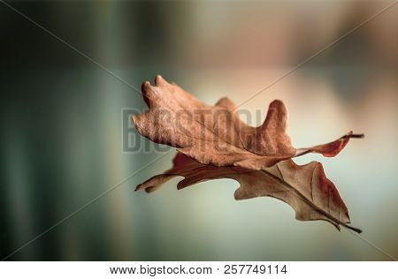 Close-up Of Dry Oak Feaf On Mirror Surface With Reflection. Beautiful Blurred Autumn Background