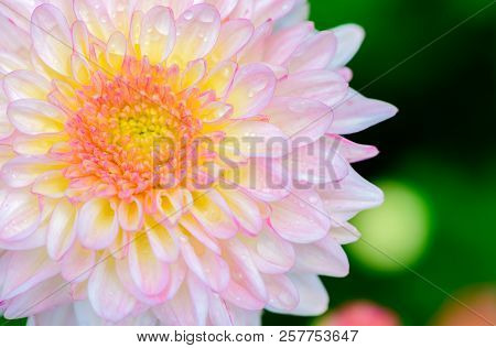Closed Up Of Light Pink Chrysanthemum Flower