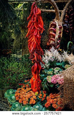 Moscow. Pharmacy Planting (aptekarskiy Ogorod) Gifts Of Nature - Autumn Harvest