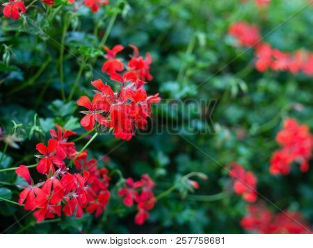 Beautiful Red Hybrid Ivy-leaf Geranium Flowers Pelargonium Peltatum On Flowerbed. Pelargonium Peltat