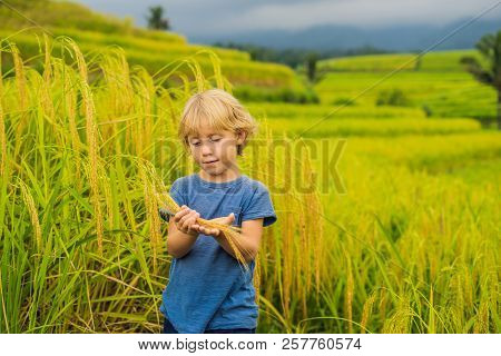 Boy Traveler On Beautiful Jatiluwih Rice Terraces Against The Background Of Famous Volcanoes In Bali