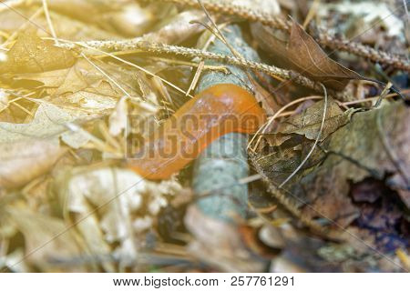 Snail Without Home, Arion Ater - Type Of Slugs From The Family Of Arionidae. Slug On A Leaf. Greean 