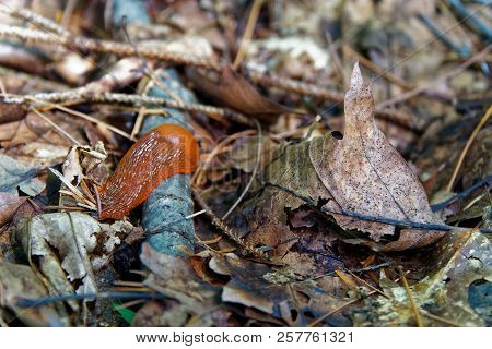 Snail Without Home, Arion Ater - Type Of Slugs From The Family Of Arionidae. Slug On A Leaf. Greean 