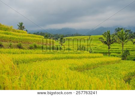 Beautiful Jatiluwih Rice Terraces Against The Background Of Famous Volcanoes In Bali, Indonesia