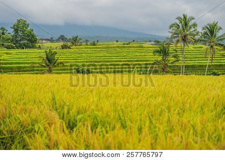 Beautiful Jatiluwih Rice Terraces Against The Background Of Famous Volcanoes In Bali, Indonesia