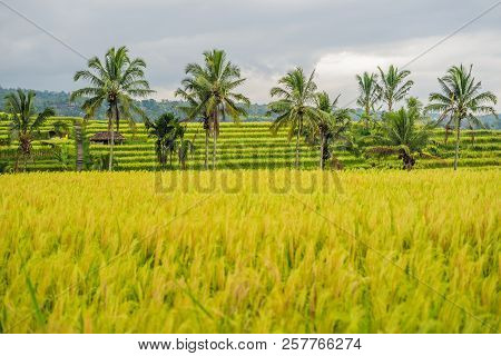Beautiful Jatiluwih Rice Terraces Against The Background Of Famous Volcanoes In Bali, Indonesia