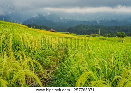 Beautiful Jatiluwih Rice Terraces Against The Background Of Famous Volcanoes In Bali, Indonesia