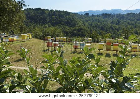 Green Bushes Of Laurel Leaves In The Sunlight Against The Background Of A Bee Apiary On A Lawn In Th