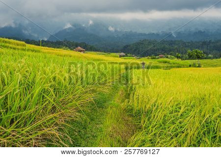 Beautiful Jatiluwih Rice Terraces Against The Background Of Famous Volcanoes In Bali, Indonesia