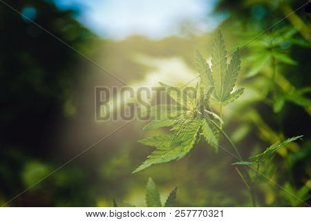 Bush Green Marijuana Cannabis On Sky Blue Background.