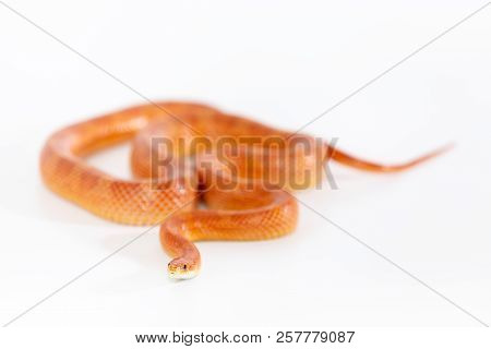 Beautiful Corn Snake Isolated On White Background