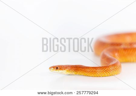 Beautiful Corn Snake Isolated On White Background