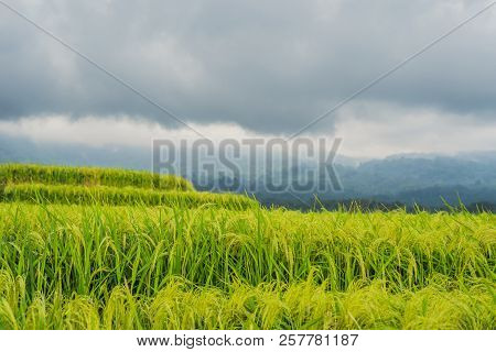 Beautiful Jatiluwih Rice Terraces Against The Background Of Famous Volcanoes In Bali, Indonesia