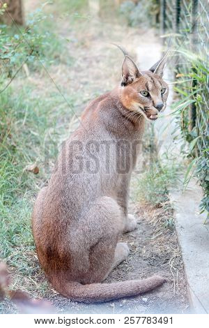 Jungle Cat (felis Chaus) Sitting Near The Fence And Looking Outside  In  Zoo