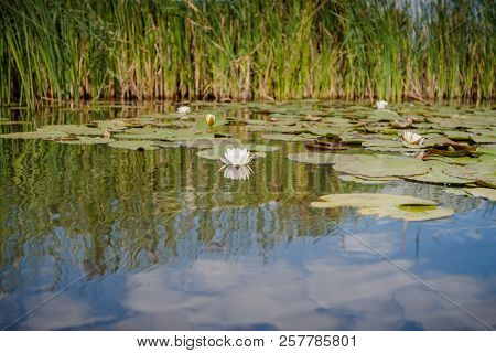 Water Lilies With Green Leaves Floating On The Mirrored Water Surface Of A Water Channel In The Hola