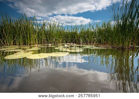 Water Lilies With Green Leaves Floating On The Mirrored Water Surface Of A Water Channel In The Hola
