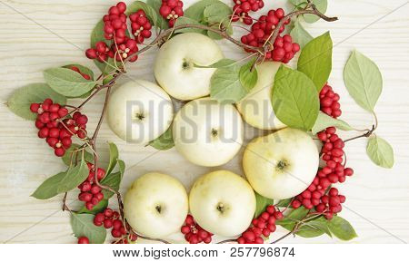 Red Schisandra And White Apples. Still Life With Ripe Schizandra And Apples
