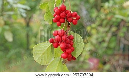 Branches Of Red Schisandra. Schizandra Chinensis Plant With Fruits On Branch