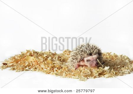 アフリカのピグミー ハリネズミ