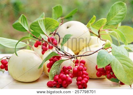 Red Schisandra And White Apples. Still Life With Ripe Schizandra And Apples