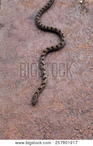 A Non-poisonous Brown Water Snake Moves In A Serpentine Path Across A Stone Patio.