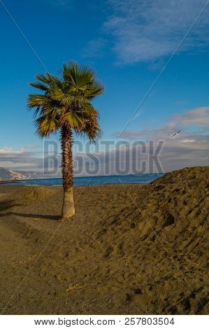 Palms On Italian Beach In Winter