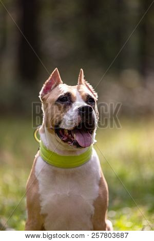 Red And White Dog Walks Outdoor At Summer