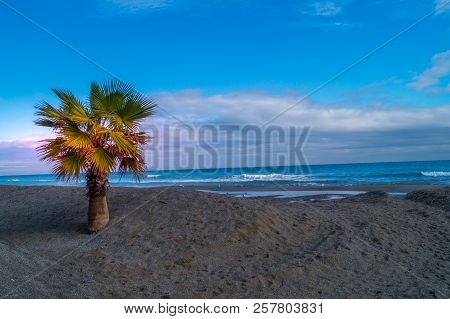 Palms On Italian Beach In Winter